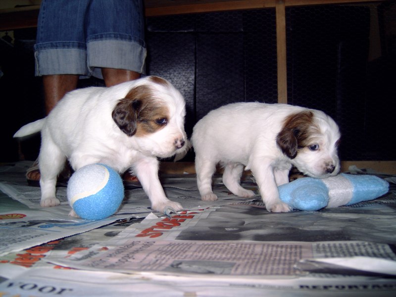 Puppies